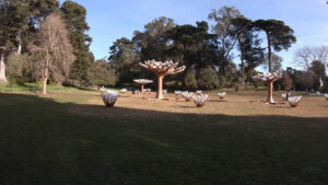 Peacock Meadow - Golden Gate Park