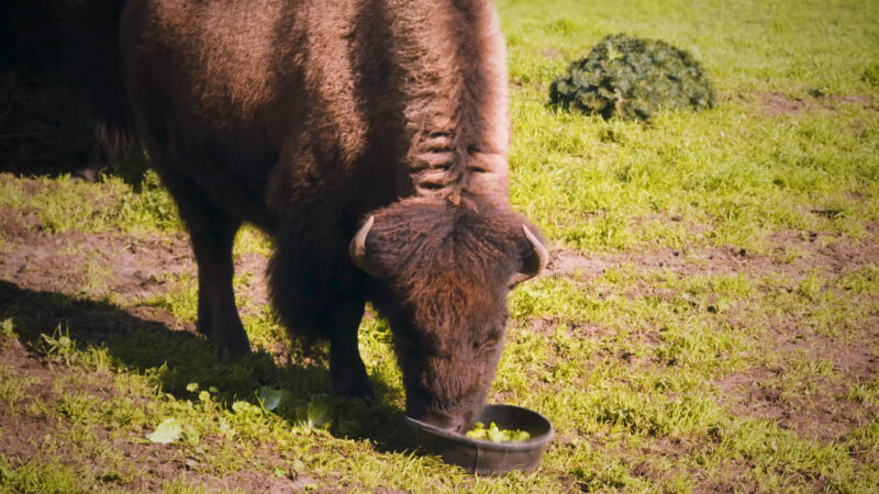 Bison Paddock san francisco