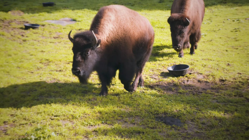 Buffalo Paddock golden gate park