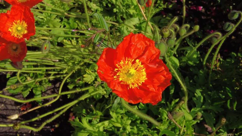 Continuous Bloom and Conservation - Golden Gate Park Gardens in San Francisco