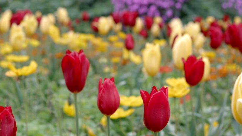 Tulip Bloom at Queen Wilhelmina Garden-min