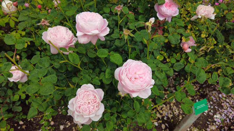 rose garden san francisco